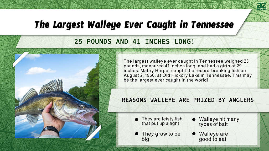 The Largest Walleye Ever Caught in Tennessee