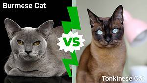 Burmese vs. Tonkinese Cat: Key Differences Explained Picture