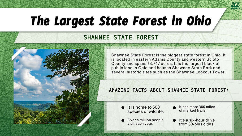 Infographic of the Largest State Forest in Ohio 