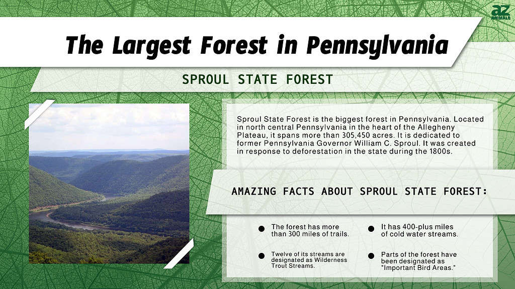 Infographic of the Largest Forest in Pennsylvania