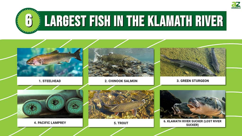 6 Largest Fish in the Klamath River
