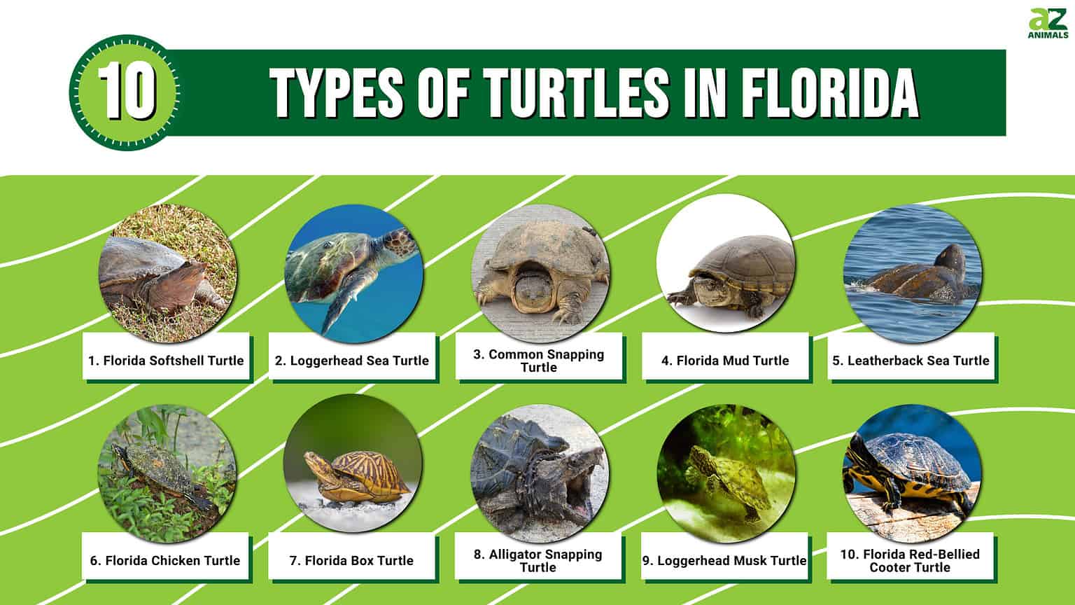 10 Types of Turtles in Florida - A-Z Animals