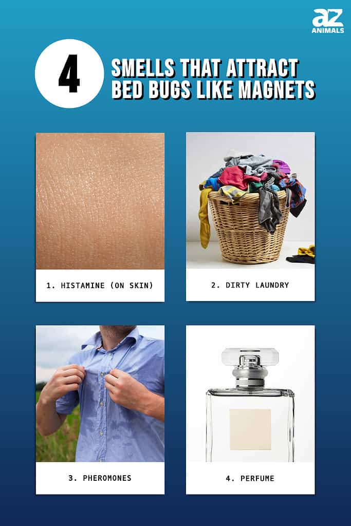 4 Smells That Attract Bed Bugs Like Magnets