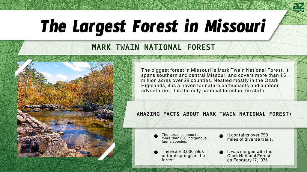 Infographic of the Largest Forest in Missouri