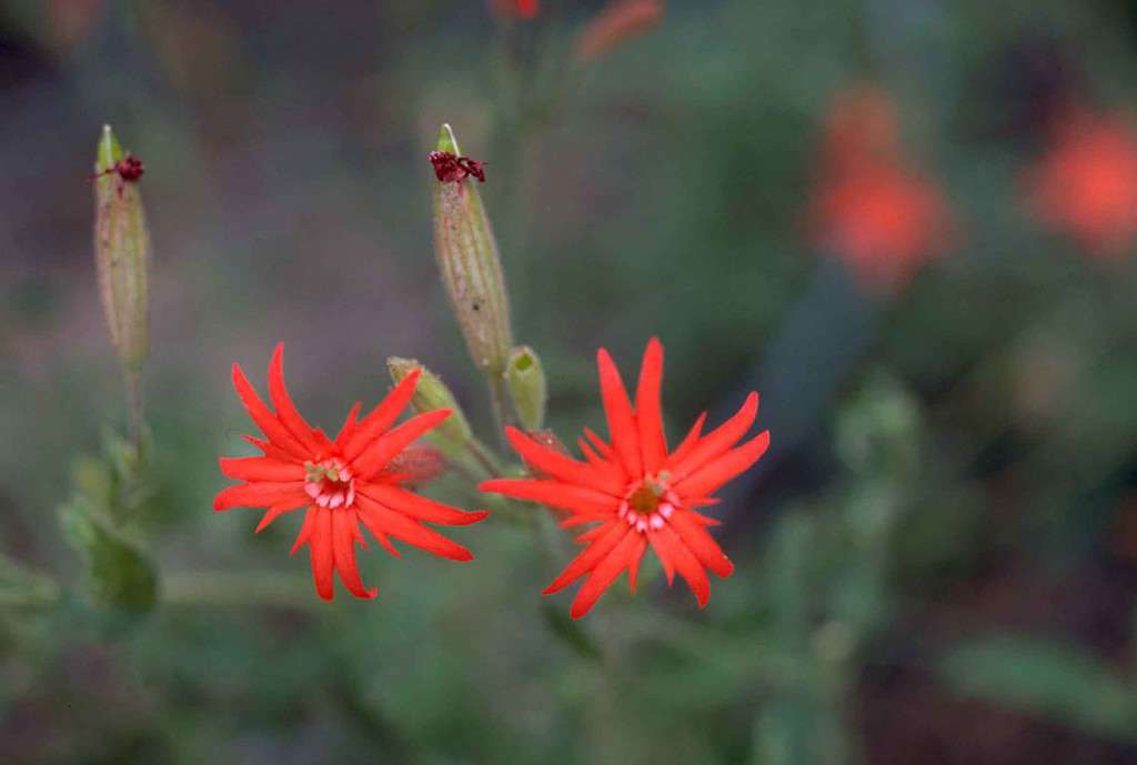 Indian Pink Spigelia marilandica perennial flower