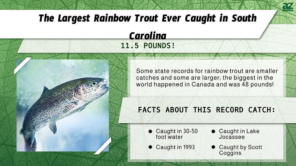 "Largest" Infographic for the largest rainbow trout ever caught in South Carolina.
