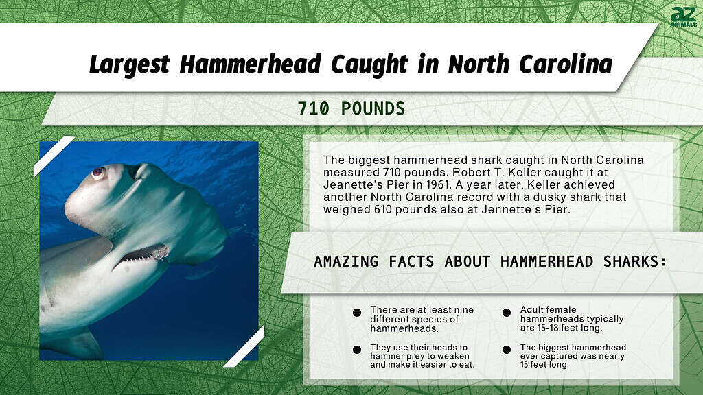 Infographic of the Largest Hammerhead Caught in North Carolina