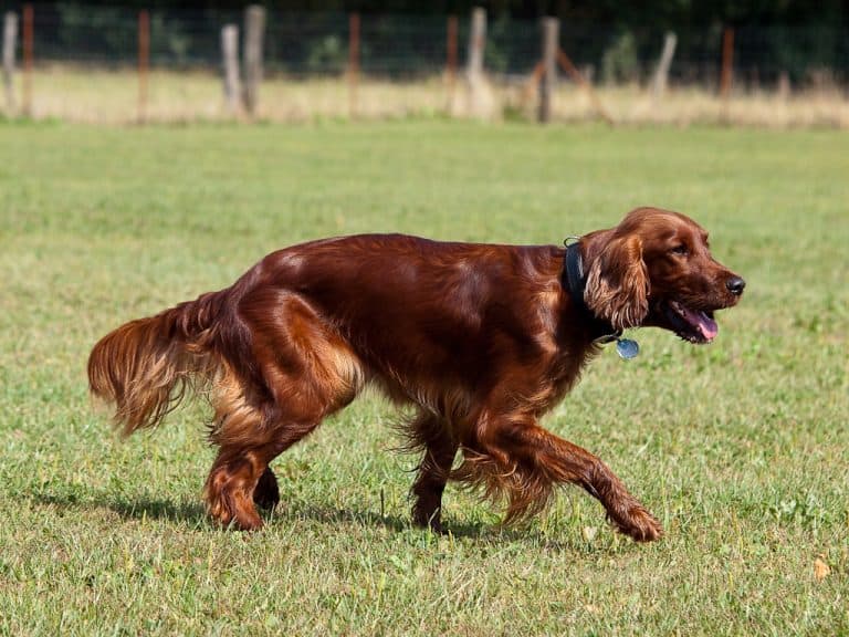 Irish setter