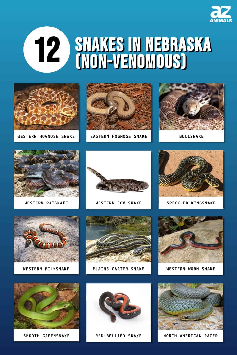 Discover 16 Snakes in Nebraska - A-Z Animals