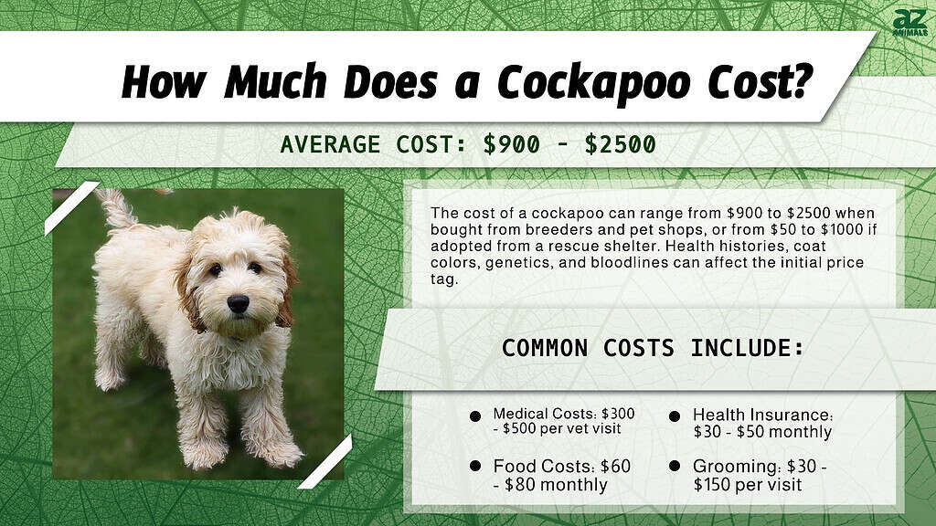 Cockapoo Prices 2023 Purchase Cost, Vet Bills, and More!