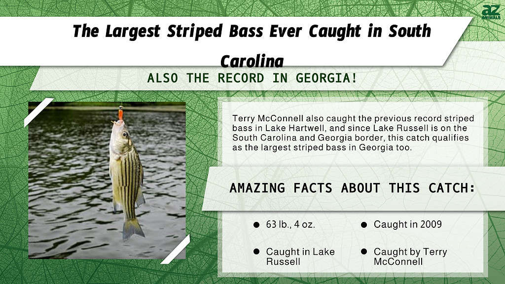 "Largest" infographic for the largest striped bass ever caught in SC.