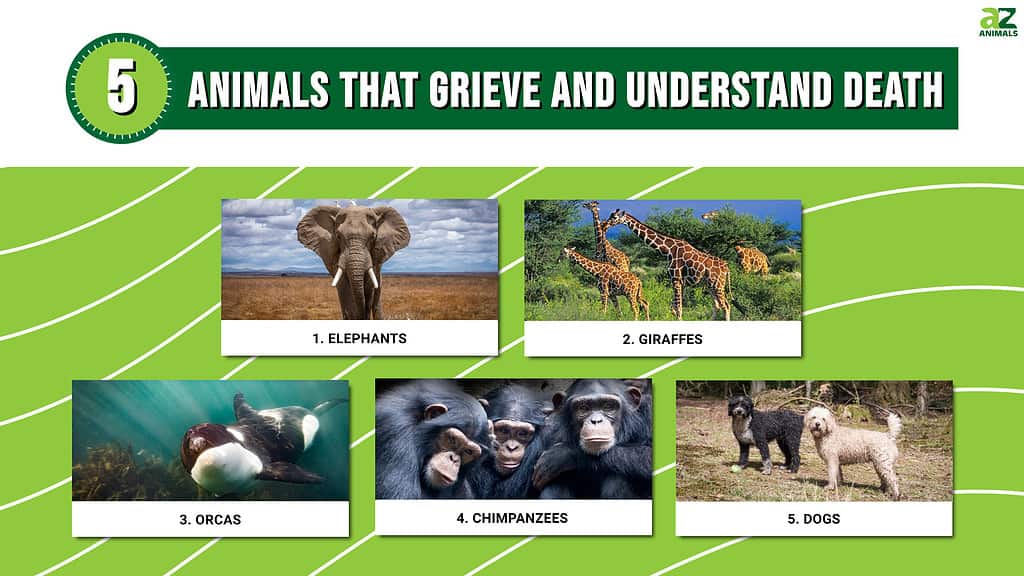 Infographic of 5 Animals That Grieve and Understand Death