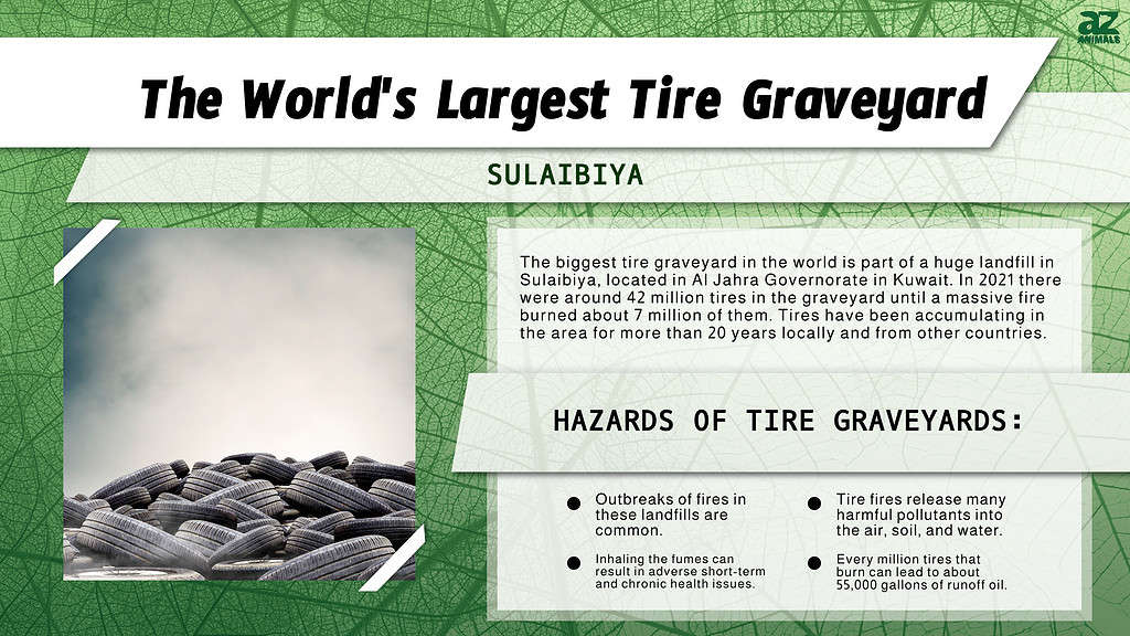 Infographic of the Largest Tire Graveyard in the World