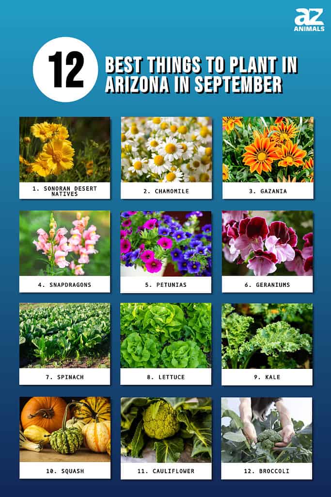 Infographic of 12 Best Things to Plant in Arizona in September