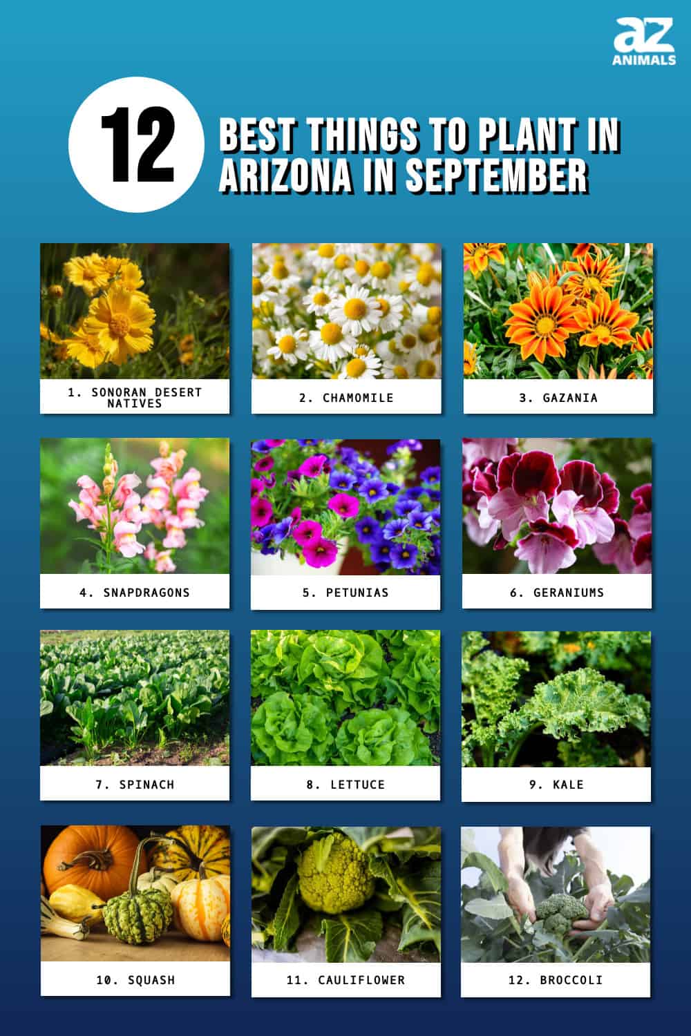 The 12 Best Things to Plant in Arizona in September