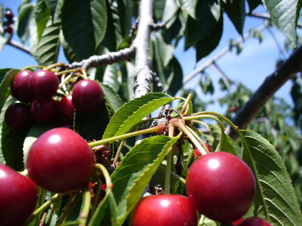 Traverse City cherries