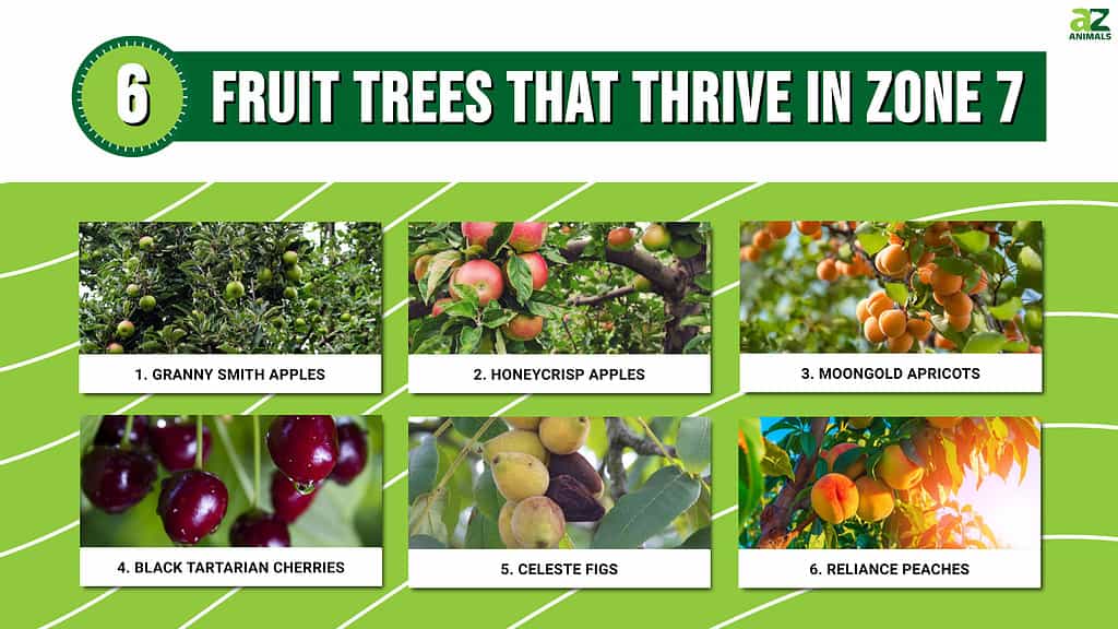 6 Fruit Trees That Thrive in Zone 7