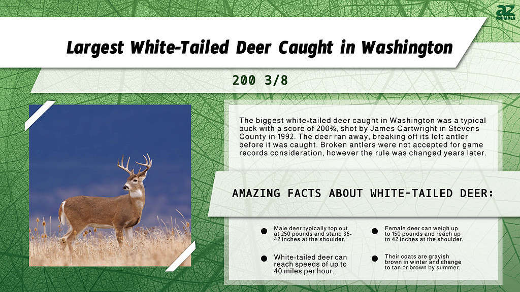 Infographic of Largest White-Tailed Deer Caught in Washington