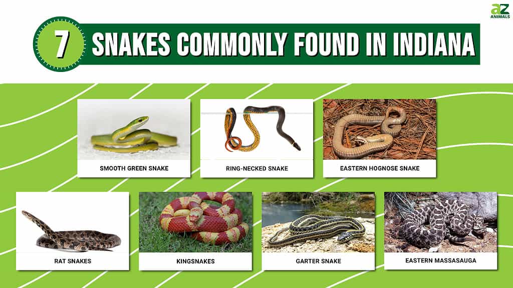 Discover 7 Snakes Commonly Found in Indiana - A-Z Animals