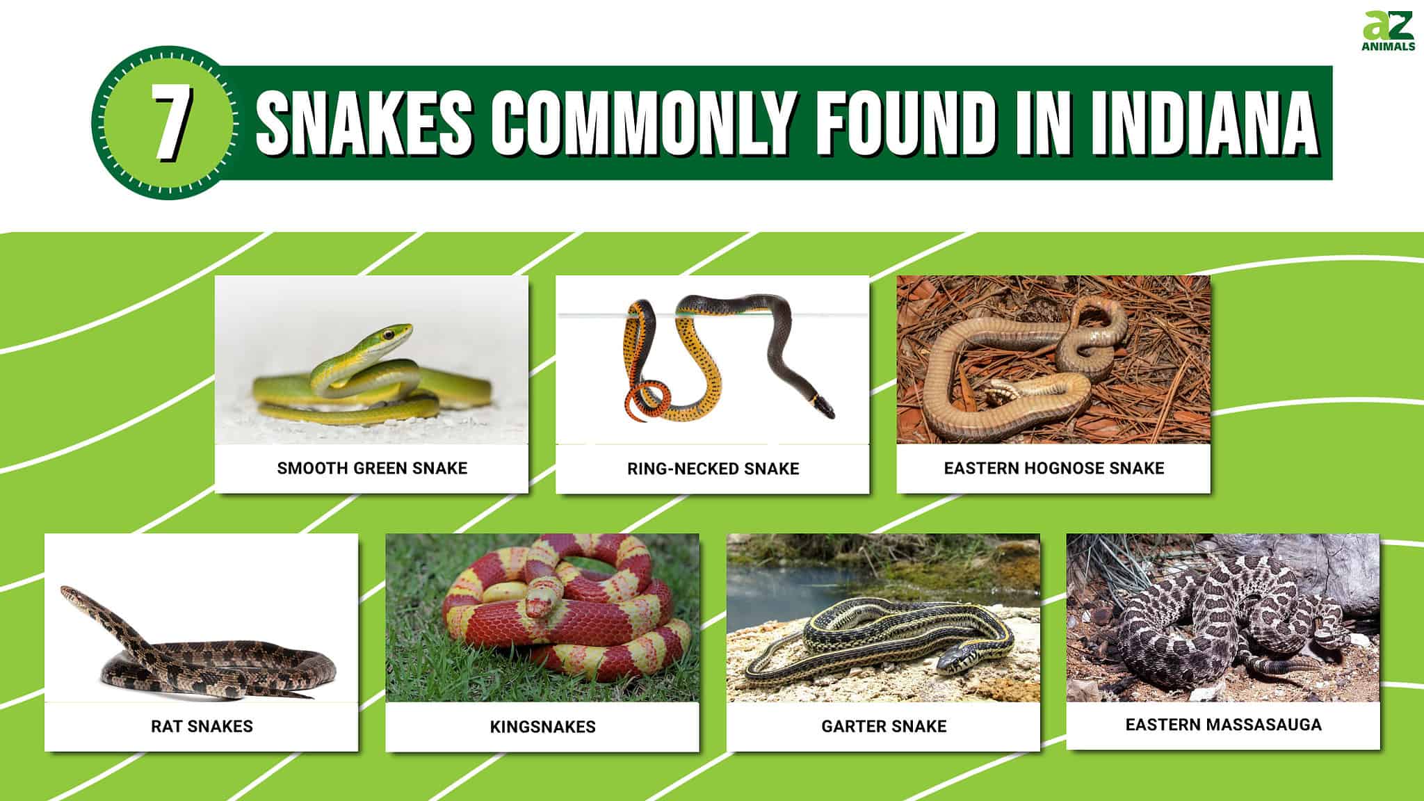 Discover 7 Snakes Commonly Found In Indiana - A-Z Animals