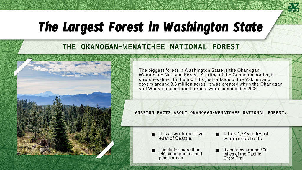 Infographic of the Largest Forest in Washington State
