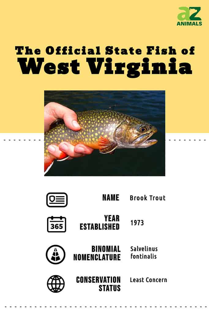 State animal infographic for the state fish of WV, the brook trout.