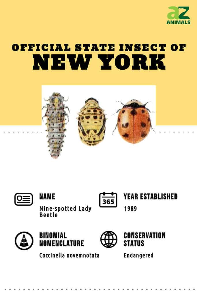 Pest Identification Guide For Lady Bugs In NY & CT