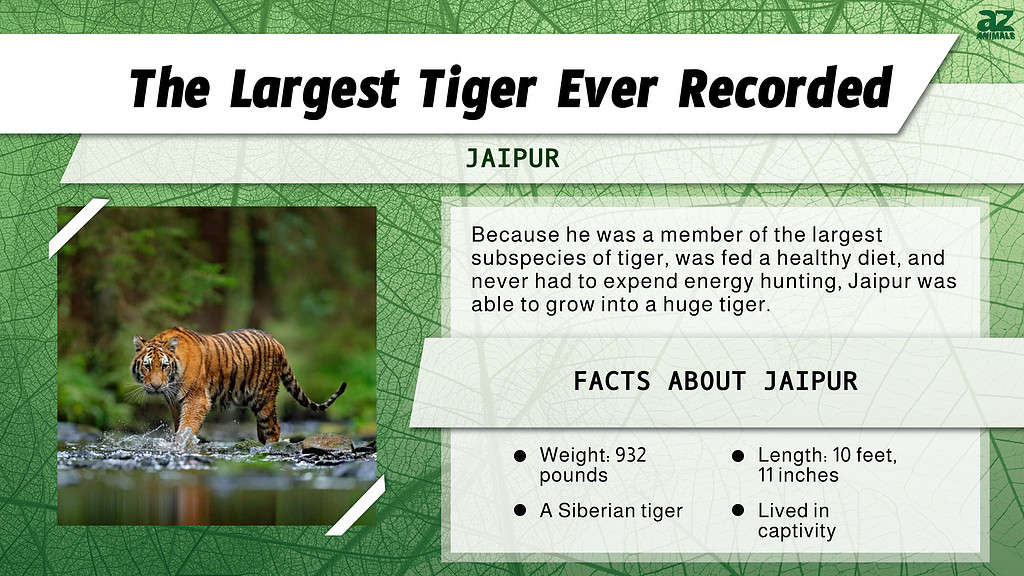 "Largest" Infographic for the largest tiger ever recorded: Jaipur, a Siberian tiger.