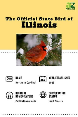 Discover the Official State Bird of Illinois - A-Z Animals