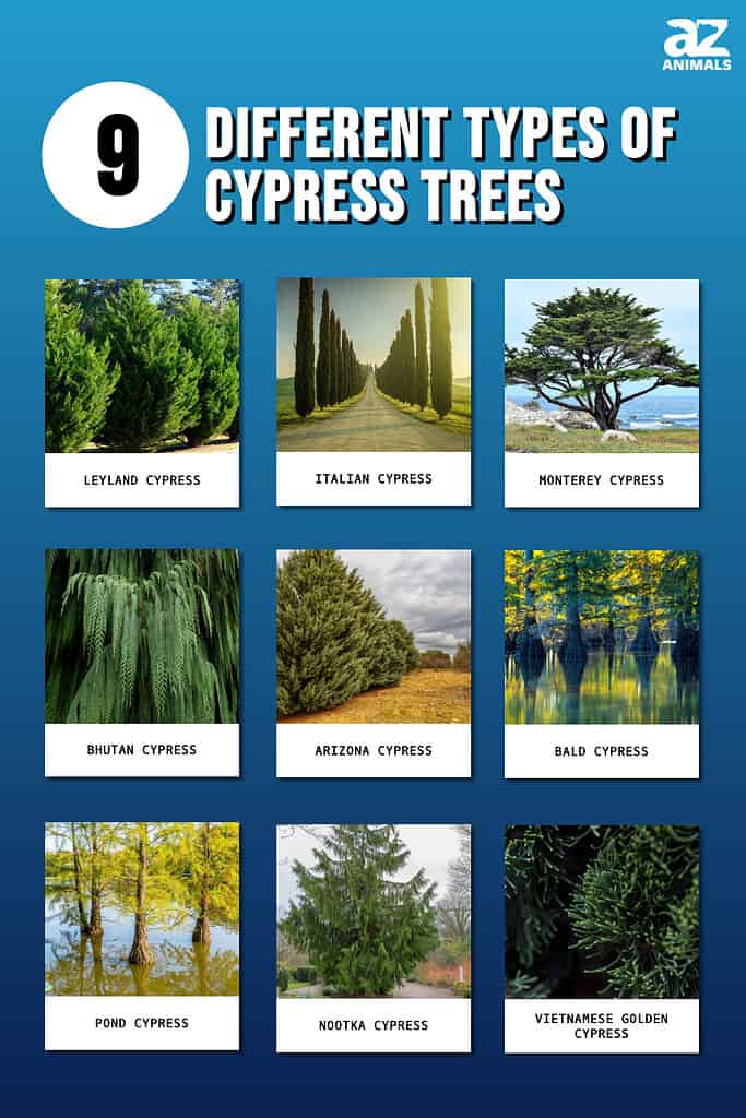 What Is The Meaning Of A Cypress Tree at Sharon Sharpe blog