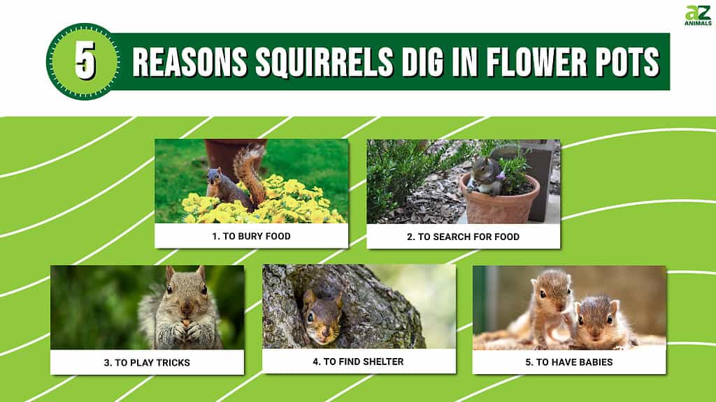 Infographic of 5 Reasons Squirrels Dig in Flower Pots