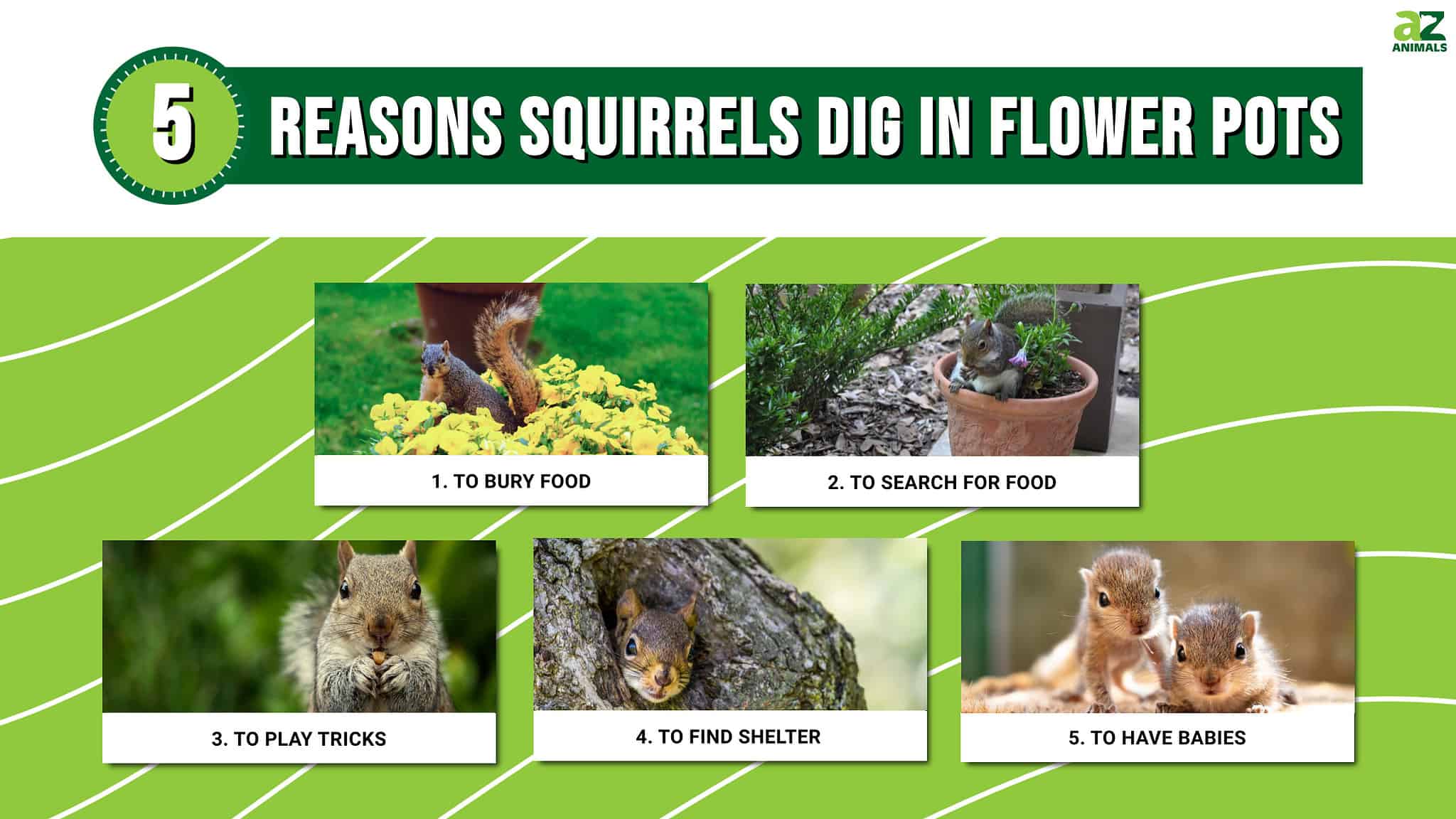 5 Reasons Squirrels Are Always Digging in Flower Pots - A-Z Animals