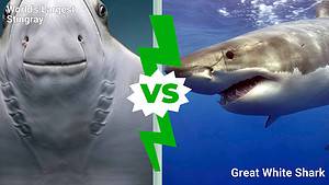 Deep Sea Battles: The World’s Largest Stingray vs. Great White Shark photo