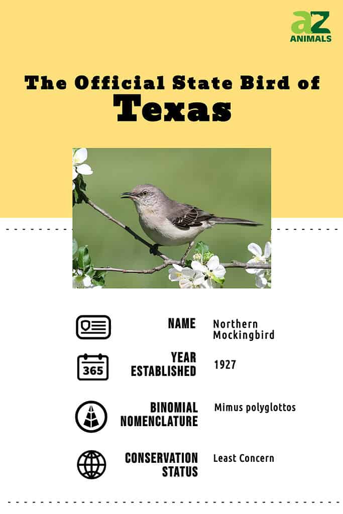 State animal infographic for the state bird of Texas, the northern mockingbird.