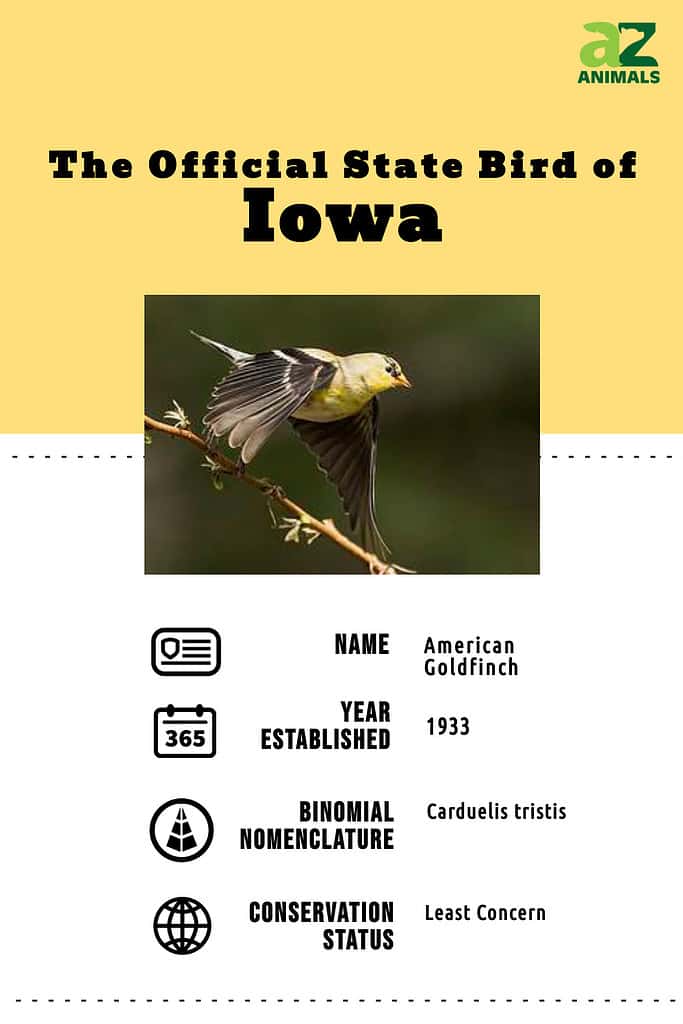 State animal infographic for the state bird of Iowa.