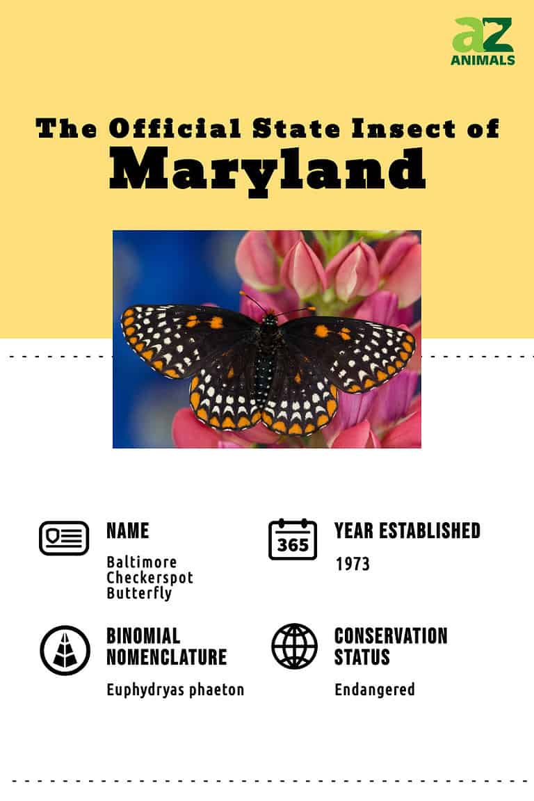 Discover the Official Maryland State Insect - A-Z Animals