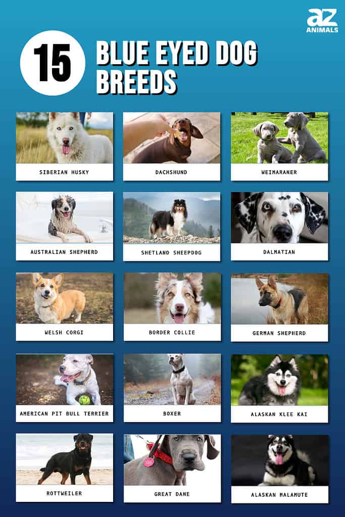 dog breeds by class