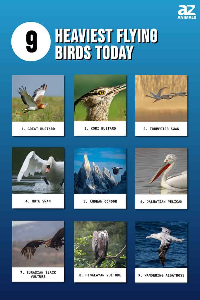 Infographic of 9 Heaviest Flying Birds Today
