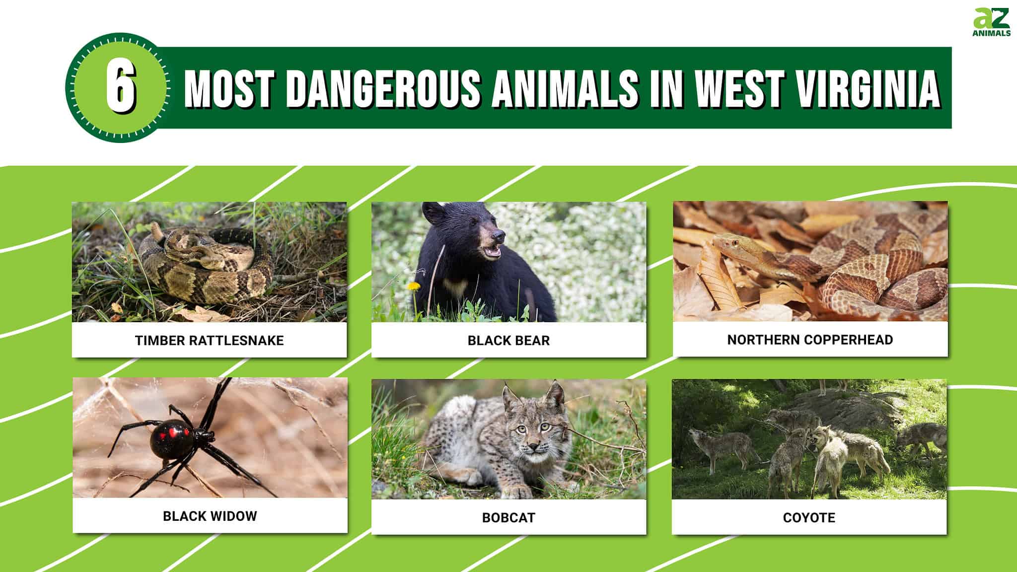 The 6 Most Dangerous Animals in West Virginia, and Where You’ll Find