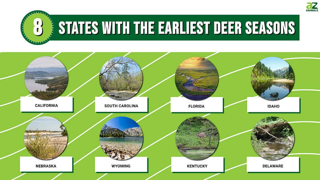 The 8 States With The Earliest Deer Seasons AZ Animals