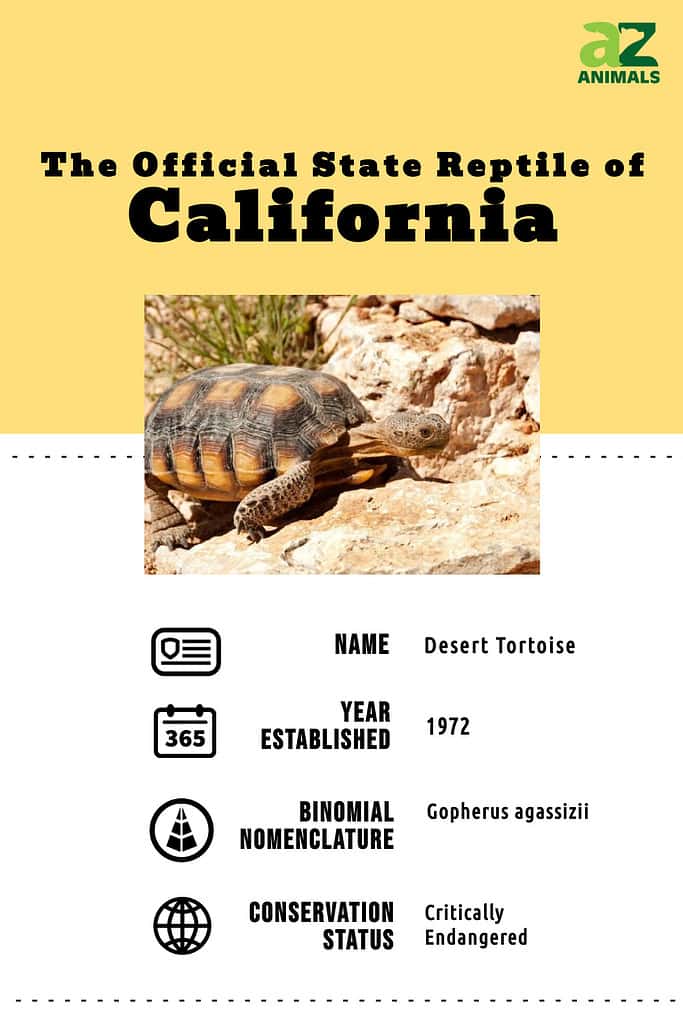 State animal infographic for the official state reptile of California, the desert tortoise.