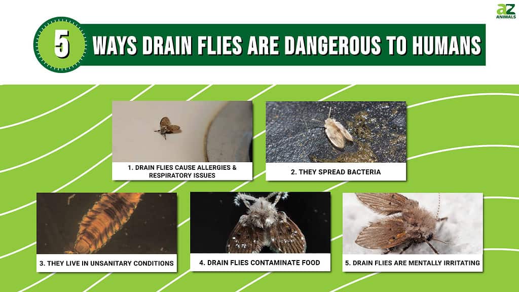 Discover 5 Ways Drain Flies Can Harmful or Dangerous to Humans - A-Z ...