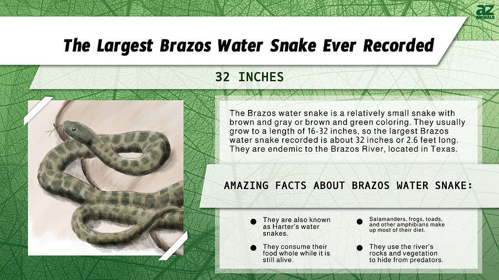 Infographic of the Largest Brazos Water Snake Ever Recorded
