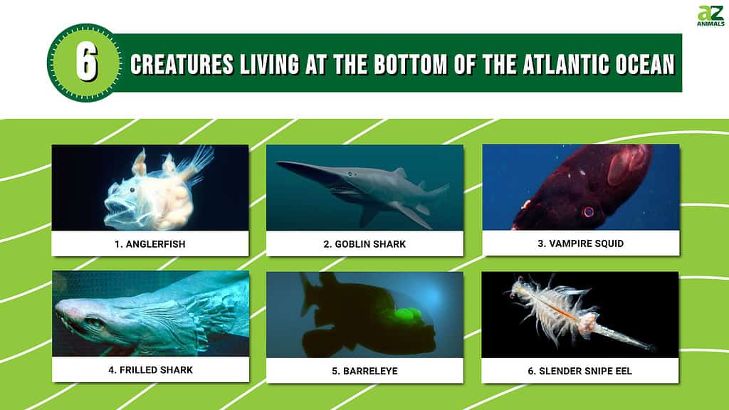 6 Creatures Living at the Bottom of the Atlantic Ocean