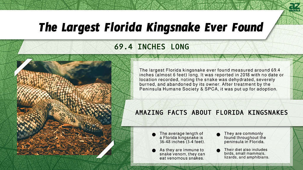 Infographic of the Largest Florida Kingsnake Ever Found