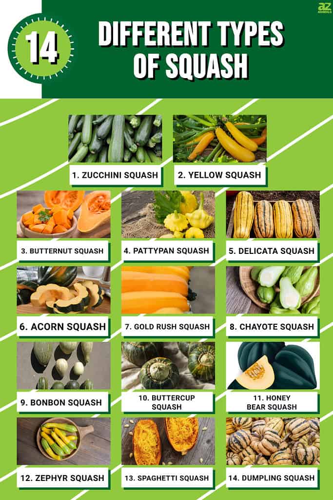 how many types of squash