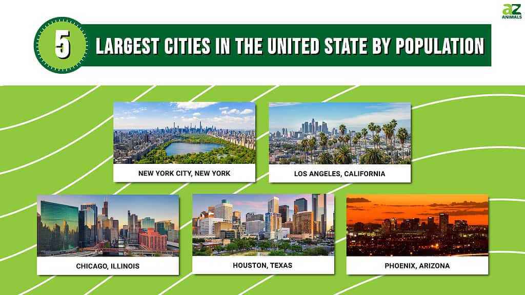 Infographic for the Largest Cities in the US by Population