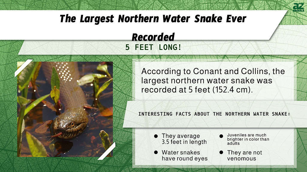 The Largest Northern Water Snake Ever Recorded