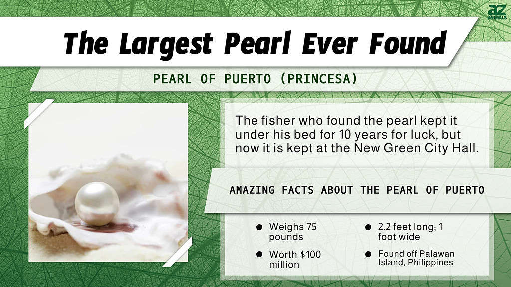 "Largest" Infographic for the largest pearl ever found. 