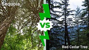 Sequoia vs. Red Cedar Tree: 12 Differences Between These Towering Giants Picture